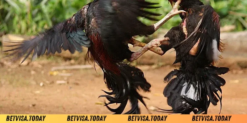 kiểm tra hậu độ gà chọi