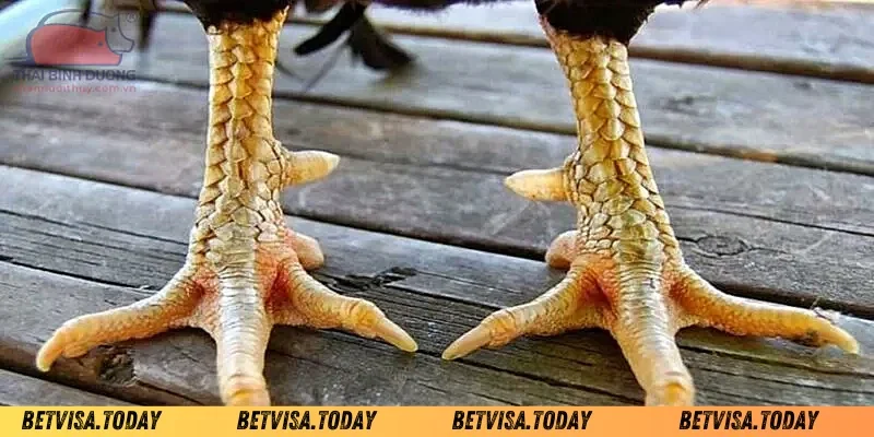 Cách xem vảy gà chọi tốt