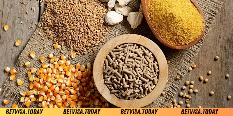 Ngũ cốc cho gà đá Betvisa