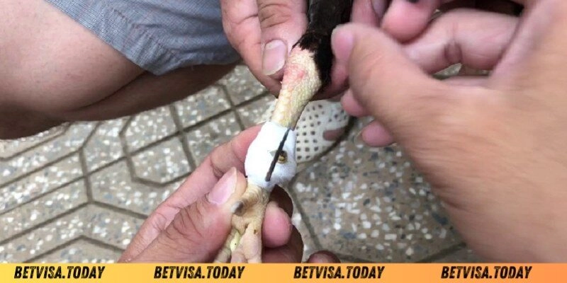 Hướng dẫn cách băng cựa gà Betvisa chuẩn xác cho kê thủ