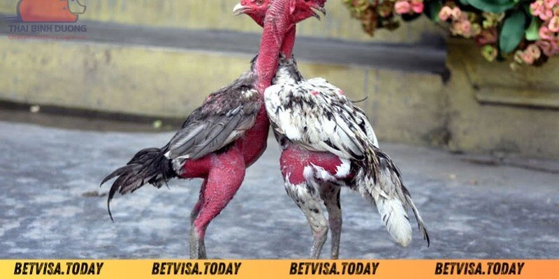 Những cách khắc phục gà đá nhanh mệt Betvisa cực hay