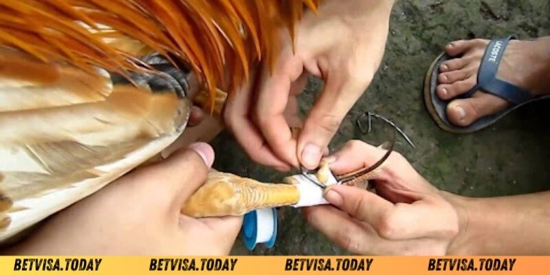 Sai lầm thường mắc phải khi cách băng cựa gà Betvisa