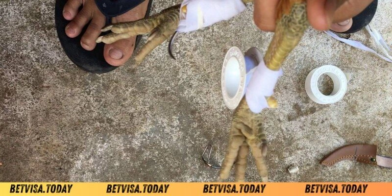 Vì sao kê thủ lại tìm hiểu cách băng cựa gà Betvisa?